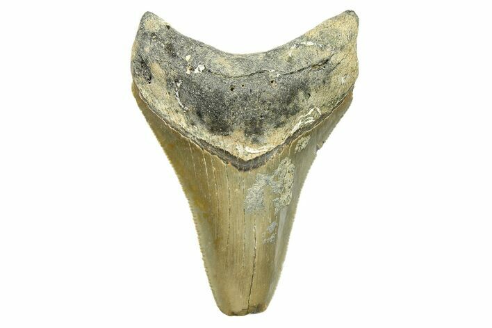 Serrated, Juvenile Megalodon Tooth - North Carolina #294448